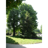 照片 法国(France) 巴黎(Paris) 香榭丽舍大街(Champs Elysees) 2007-05 21