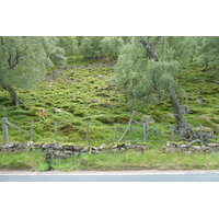 照片 英国(United Kingdom) 凯恩戈姆山国家公园(Cairngorms National Park) 2011-07 6