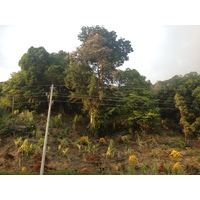 照片 哥斯达黎加(Costa Rica) 多米尼卡尔(Dominical) 2015-03 152