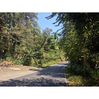 照片 哥斯达黎加(Costa Rica) 曼努埃尔安东尼奥(Manuel Antonio) 2015-03 150