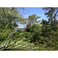 照片 哥斯达黎加(Costa Rica) 曼努埃尔安东尼奥(Manuel Antonio) 2015-03 213