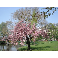 照片 法国(France) 巴黎(Paris) 巴蒂尼奥勒广场公园(Square des Batignolles) 2006-04 2