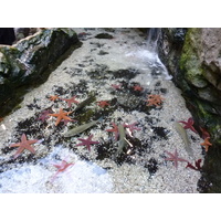 照片 法国(France) 勒克鲁瓦西克(Le Croisic) 海洋馆(Ocearium) 2009-10 6