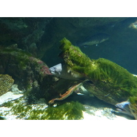 照片 法国(France) 勒克鲁瓦西克(Le Croisic) 海洋馆(Ocearium) 2009-10 3