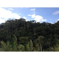 照片 哥斯达黎加(Costa Rica) 图里亚尔瓦(Turrialba) 2015-03 25
