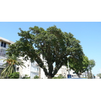 照片 以色列(Israel) 特拉维夫(Tel Aviv) 亚博廷斯基街(Jabotinsky Street) 2007-06 3