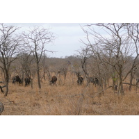 照片 南非(South Africa) 克鲁格国家公园(Kruger National Park) 2008-09 95