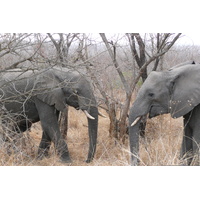 照片 南非(South Africa) 克鲁格国家公园(Kruger National Park) 2008-09 160