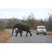 照片 南非(South Africa) 克鲁格国家公园(Kruger National Park) 2008-09 133