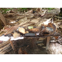 照片 塞舌尔(Seychelles) 五月谷(Vallee de Mai) 2011-10 95