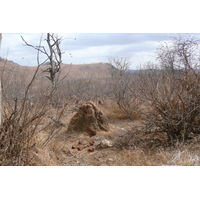 照片 南非(South Africa) 克鲁格国家公园(Kruger National Park) 2008-09 136