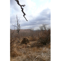照片 南非(South Africa) 克鲁格国家公园(Kruger National Park) 2008-09 98