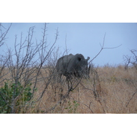 照片 南非(South Africa) 克鲁格国家公园(Kruger National Park) 2008-09 56