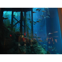 照片 阿联酋(United Arab Emirates) 迪拜(Dubai) 迪拜购物中心(The Dubai Mall) 2011-12 49