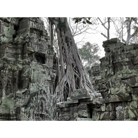 照片 柬埔寨(Cambodia) 暹粒(Siem Reap) 塔布茏寺(Ta Prohm) 2023-01 130