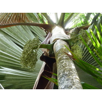 照片 塞舌尔(Seychelles) 五月谷(Vallee de Mai) 2011-10 18