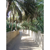 照片 阿联酋(United Arab Emirates) 艾因(Al Ain) 艾因绿洲(Al Ain Oasis) 2005-03 20