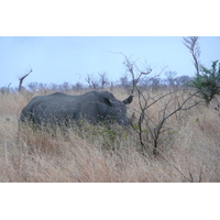 照片 南非(South Africa) 克鲁格国家公园(Kruger National Park) 2008-09 111