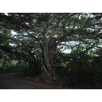 照片 新喀里多尼亚(New Caledonia) 松树岛(Ile des pins) 库托海滩(Kuto Beach) 2010-05 18