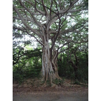 照片 新喀里多尼亚(New Caledonia) 松树岛(Ile des pins) 库托海滩(Kuto Beach) 2010-05 12