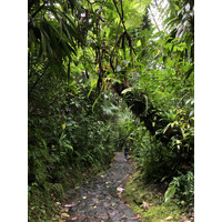 照片 瓜德罗普(Guadeloupe) 卡尔贝瀑布(Carbet Falls) 2021-02 36