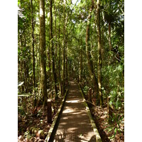 照片 新喀里多尼亚(New Caledonia) 蓝河公园(Parc de la Riviere Bleue) 大贝壳杉(Le Grand Kaori) 2010-05 23