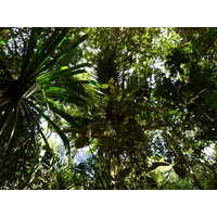 照片 新喀里多尼亚(New Caledonia) 蓝河公园(Parc de la Riviere Bleue) 大贝壳杉(Le Grand Kaori) 2010-05 13