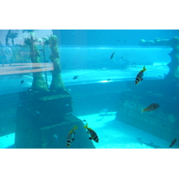 照片 阿联酋(United Arab Emirates) 迪拜(Dubai) 迪拜水世界(Dubai Aquaventure) 2009-01 139