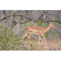 照片 南非(South Africa) 克鲁格国家公园(Kruger National Park) 2008-09 60
