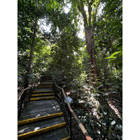 照片 新加坡(Singapore) 新加坡植物园(Singapore Botanic Gardens) 2023-01 47