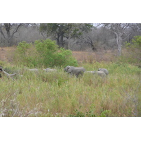 照片 南非(South Africa) 克鲁格国家公园(Kruger National Park) 萨布尔河(Sable River) 2008-09 90