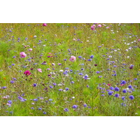 照片 法国(France) 圣菲利贝尔(Saint Philibert) 2008-07 18
