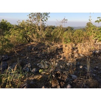 照片 泰国(Thailand) 普欣隆卡国家公园(Phu Hin Rong Kla National Park) 2014-12 40