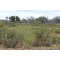 照片 南非(South Africa) 克鲁格国家公园(Kruger National Park) 萨布尔河(Sable River) 2008-09 76
