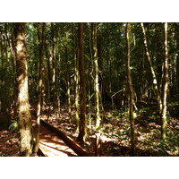 照片 新喀里多尼亚(New Caledonia) 蓝河公园(Parc de la Riviere Bleue) 大贝壳杉(Le Grand Kaori) 2010-05 49