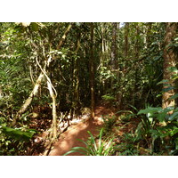 照片 新喀里多尼亚(New Caledonia) 蓝河公园(Parc de la Riviere Bleue) 大贝壳杉(Le Grand Kaori) 2010-05 39