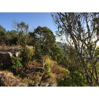 照片 泰国(Thailand) 普欣隆卡国家公园(Phu Hin Rong Kla National Park) 2014-12 317