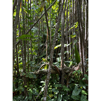 照片 新加坡(Singapore) 新加坡植物园(Singapore Botanic Gardens) 2023-01 49