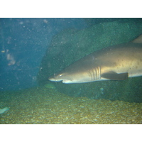 照片 泰国(Thailand) 曼谷(Bangkok) 暹罗海洋世界(Siam Ocean World) 2005-12 33