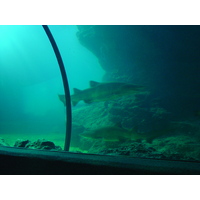照片 泰国(Thailand) 曼谷(Bangkok) 暹罗海洋世界(Siam Ocean World) 2005-12 24