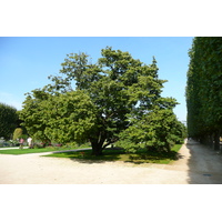 照片 法国(France) 巴黎(Paris) 巴黎植物园(Jardin des Plantes) 2007-08 217