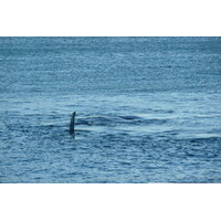 照片 南非(South Africa) 赫曼努斯(Harmanus) 2008-09 140