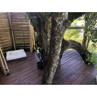 照片 瓜德罗普(Guadeloupe) 圣安妮(Sainte Anne) 2021-02 87
