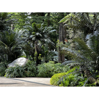 照片 新加坡(Singapore) 新加坡植物园(Singapore Botanic Gardens) 2023-01 55