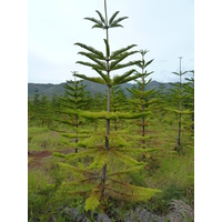 照片 新喀里多尼亚(New Caledonia) 蓝河公园(Parc de la Riviere Bleue) 2010-05 94