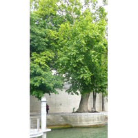 照片 法国(France) 巴黎(Paris) 塞纳河(Seine river) 2007-06 3
