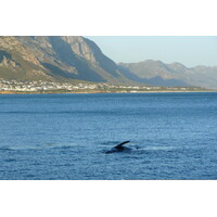 照片 南非(South Africa) 赫曼努斯(Harmanus) 2008-09 7