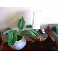 照片 泰国(Thailand) 考拉(Khao Lak) 考拉艾美酒店(Meridien Khao Lak Hotel) 2005-12 134