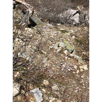 照片 法国(France) 科西嘉岛(Corsica) 梅洛湖和卡皮泰洛湖(Lac de Melo et Capitello) 2021-06 275