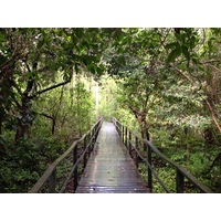 照片 哥斯达黎加(Costa Rica) 卡维塔(Cahuita) 2015-03 247